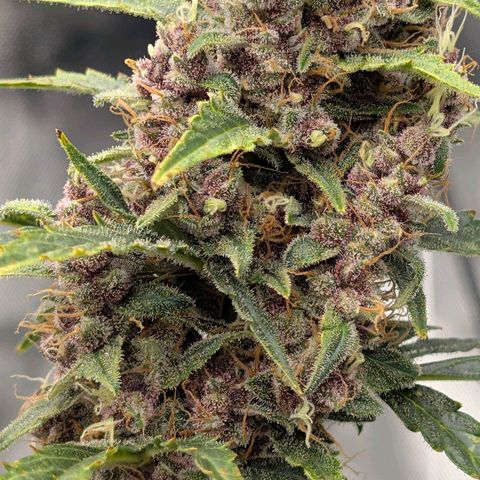 Trainwreck Auto growlog timeline photo