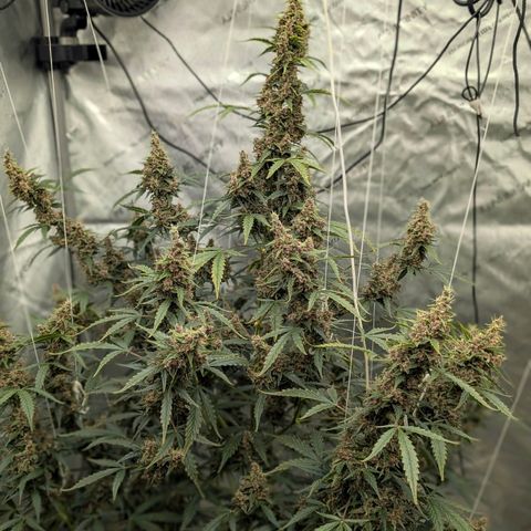 Trainwreck Auto growlog timeline photo
