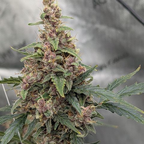Trainwreck Auto growlog timeline photo