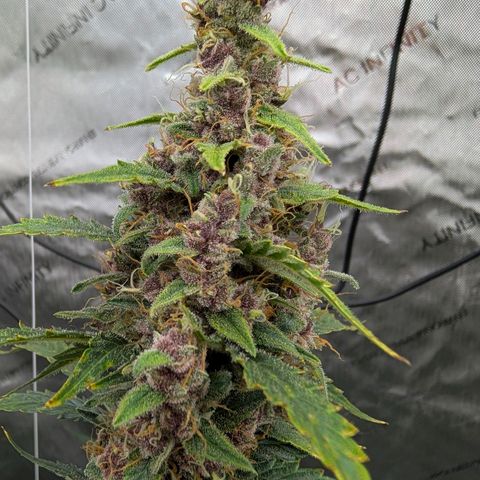 Trainwreck Auto growlog timeline photo