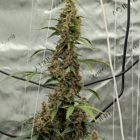 Trainwreck Auto growlog timeline photo