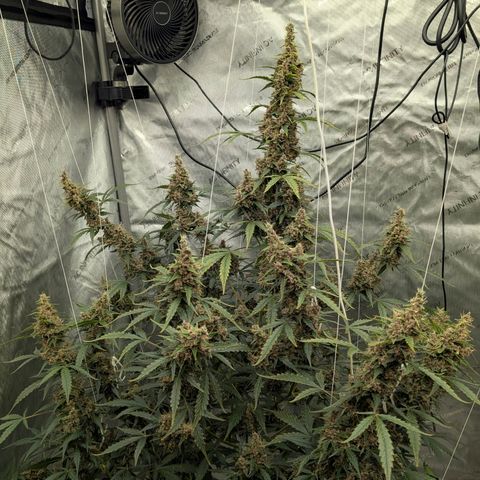 Trainwreck Auto growlog timeline photo