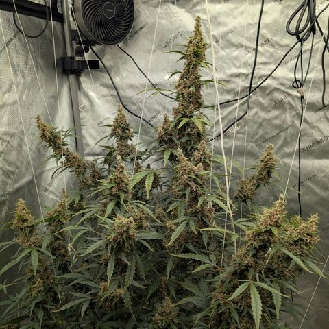 Trainwreck Auto growlog timeline photo