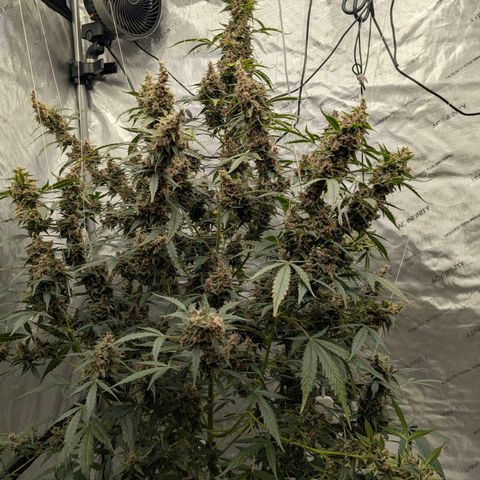 Trainwreck Auto growlog timeline photo