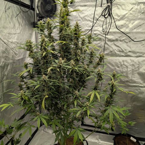 Auto Mac #1 growlog timeline photo