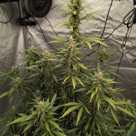 Auto Mac #1 growlog timeline photo