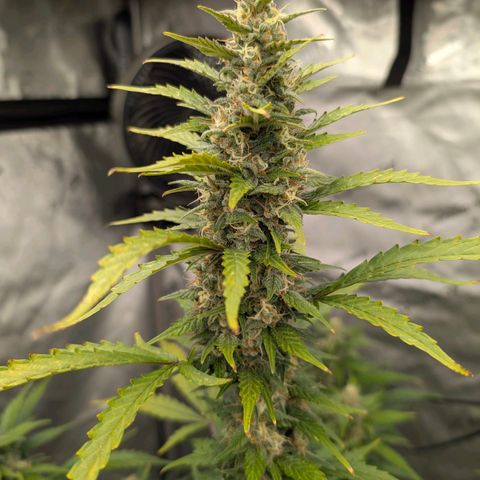 Auto Mac #1 growlog timeline photo