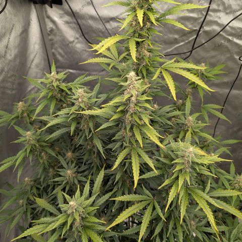 Auto Mac #1 growlog timeline photo