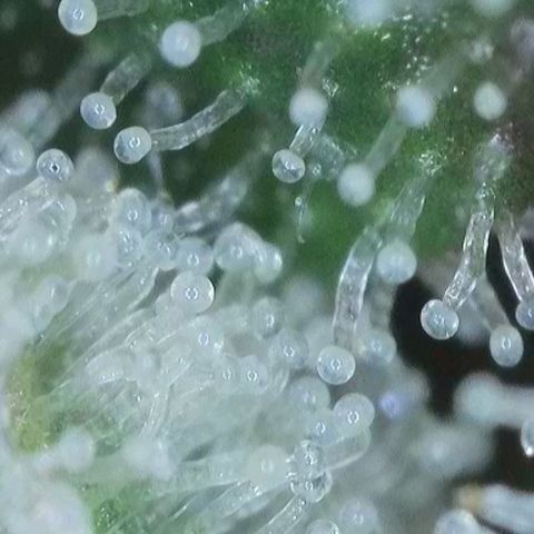Auto Mac #1 growlog timeline photo