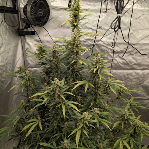 Auto Mac #1 growlog timeline photo