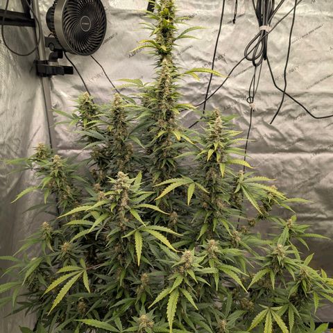 Auto Mac #1 growlog timeline photo