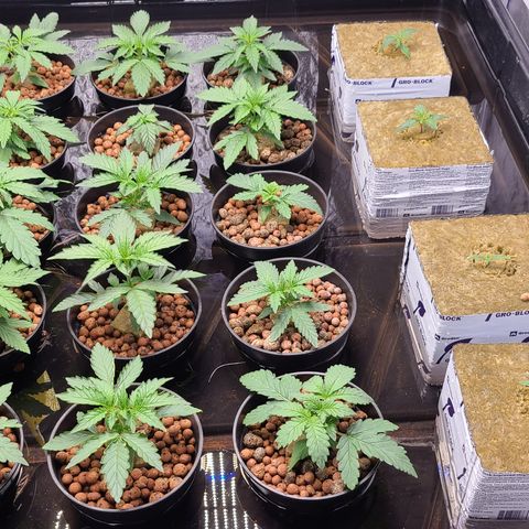 Grape Walker Kush x Iced N Baked #4 growlog photo: Day 20 and Day 14