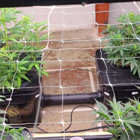 Grape Walker Kush x Iced N Baked #4 growlog photo: Day 37 move