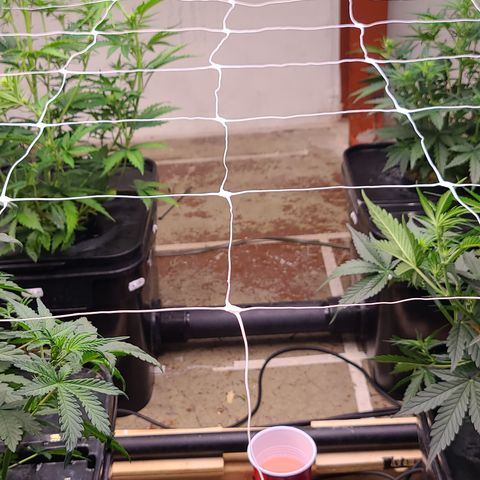 Grape Walker Kush x Iced N Baked #4 growlog photo: Day 37 move