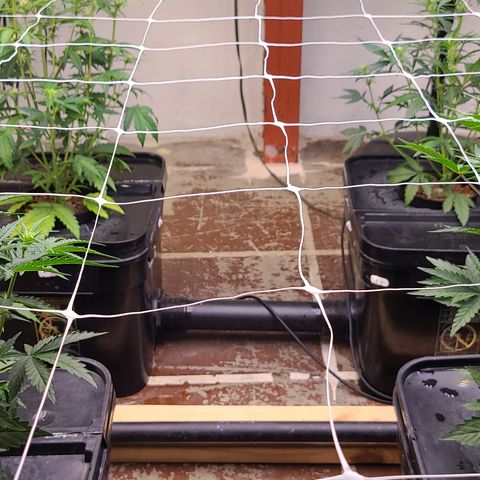 Grape Walker Kush x Iced N Baked #4 growlog photo: Day 37 move