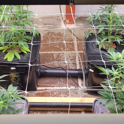 Grape Walker Kush x Iced N Baked #4 growlog photo: Day 37 move