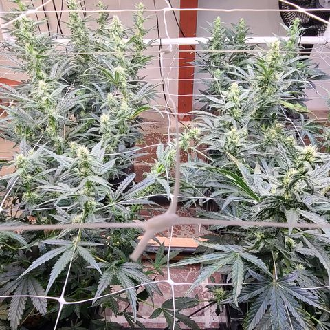 Grape Walker Kush x Iced N Baked #4 growlog photo: Day 47 