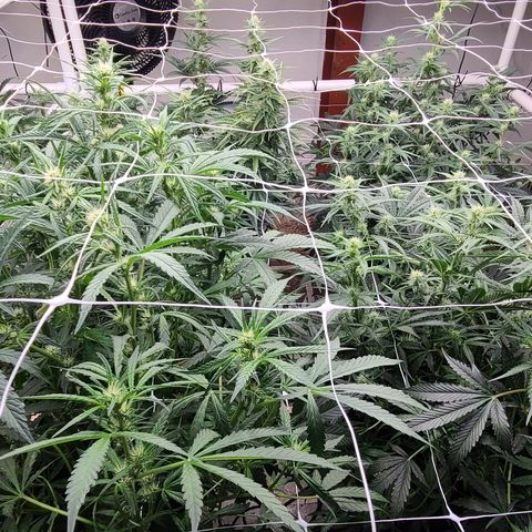 Grape Walker Kush x Iced N Baked #4 growlog photo: Day 47 