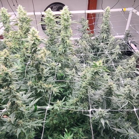 Grape Walker Kush x Iced N Baked #4 growlog timeline photo