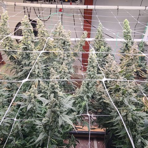 Grape Walker Kush x Iced N Baked #4 growlog timeline photo