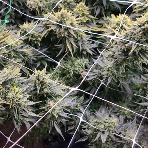 Grape Walker Kush x Iced N Baked #4 growlog timeline photo