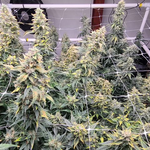 Grape Walker Kush x Iced N Baked #4 growlog photo: Day 83