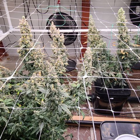 Grape Walker Kush x Iced N Baked #4 growlog photo: Day 83