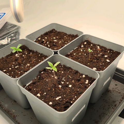 Dance World growlog timeline photo