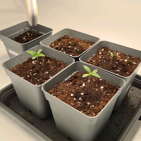 Dance World growlog timeline photo