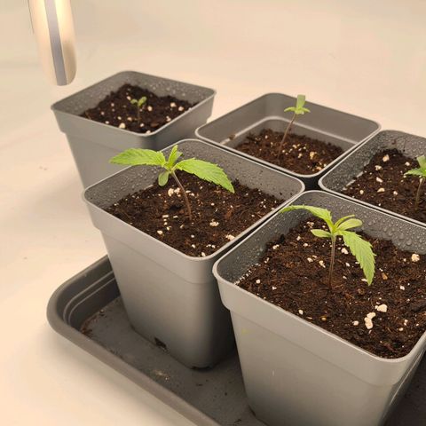 Dance World growlog timeline photo