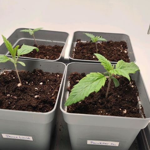 Dance World growlog timeline photo
