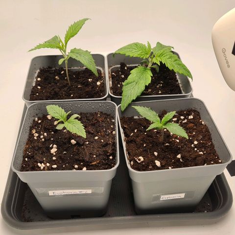 Dance World growlog timeline photo