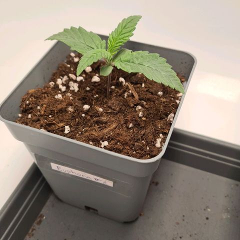 Euphoria #2 growlog timeline photo