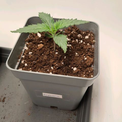 Euphoria growlog timeline photo