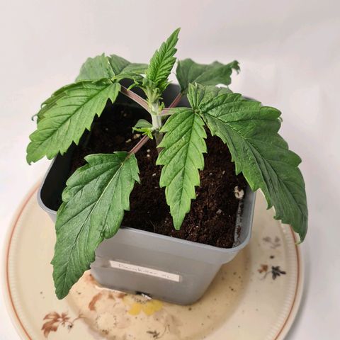 Painkiller XL growlog timeline photo