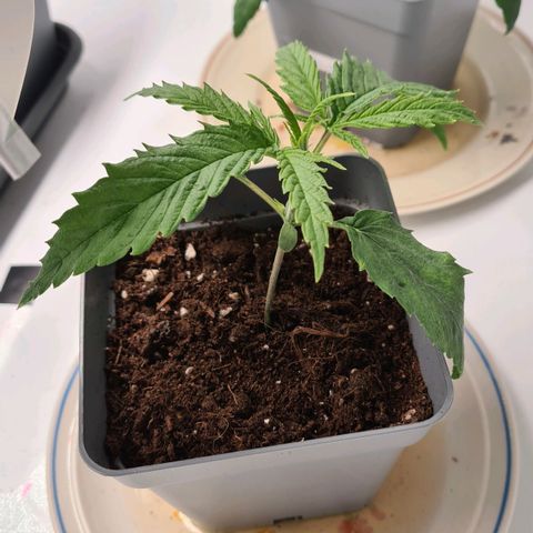 Dance World growlog timeline photo