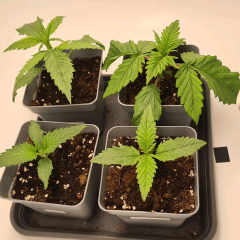 Dance World growlog timeline photo