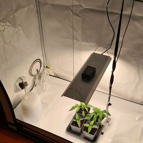 Dance World growlog timeline photo