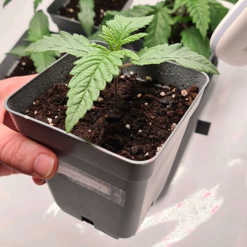 Euphoria #2 growlog timeline photo