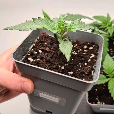 Euphoria growlog timeline photo