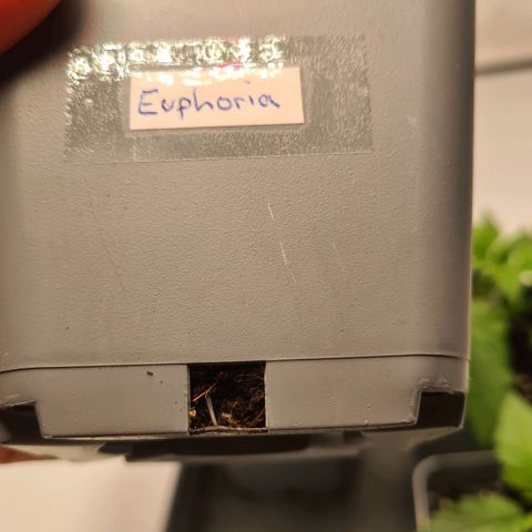 Euphoria growlog timeline photo