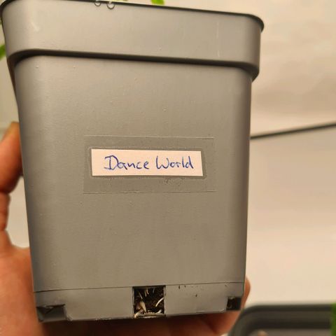 Dance World growlog timeline photo