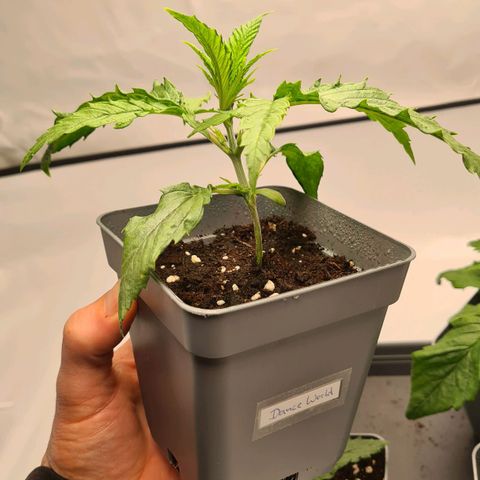Dance World growlog timeline photo