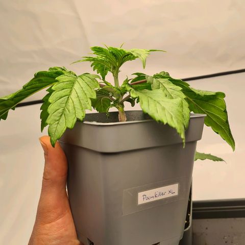 Painkiller XL growlog timeline photo