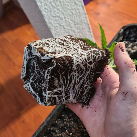 Dance World growlog photo: Außerdem wurde heute die 2. Lampe zugeschaltet. 