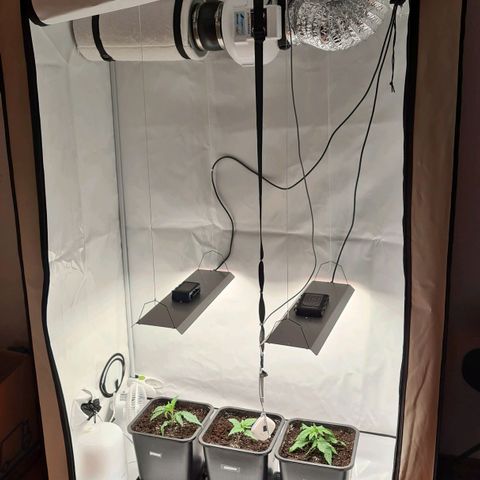 Dance World growlog photo: Außerdem wurde heute die 2. Lampe zugeschaltet. 
