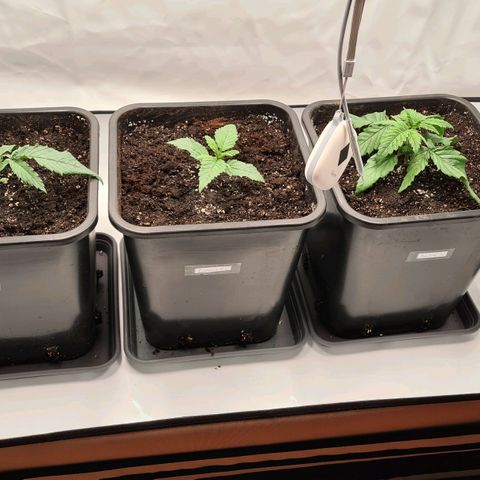 Dance World growlog photo: Außerdem wurde heute die 2. Lampe zugeschaltet. 