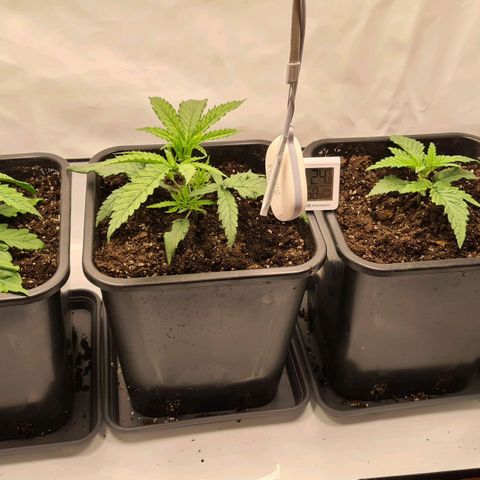 Dance World growlog timeline photo