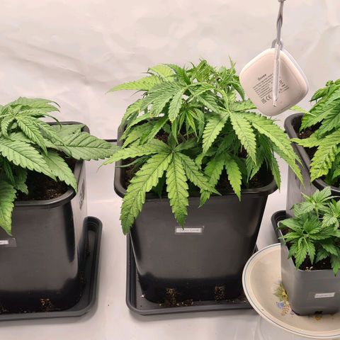 Dance World growlog timeline photo