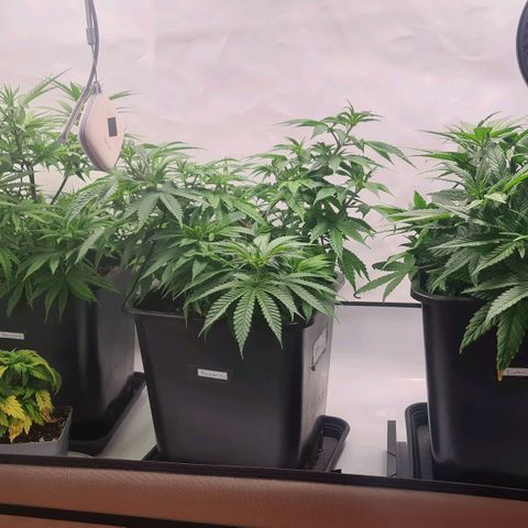 Dance World growlog timeline photo